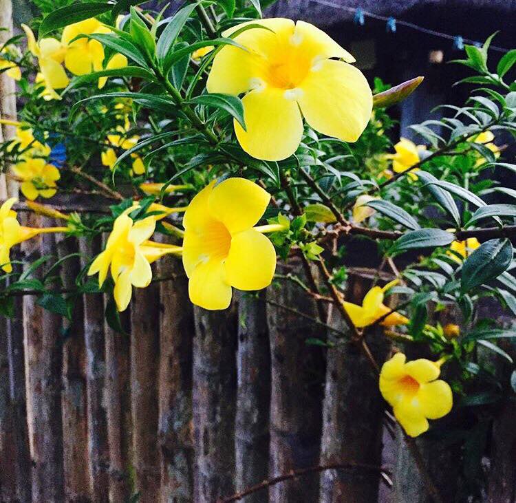 Yellowbells